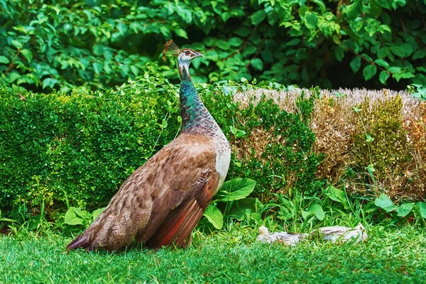 Peahen yavrular ile — Stok fotoğraf