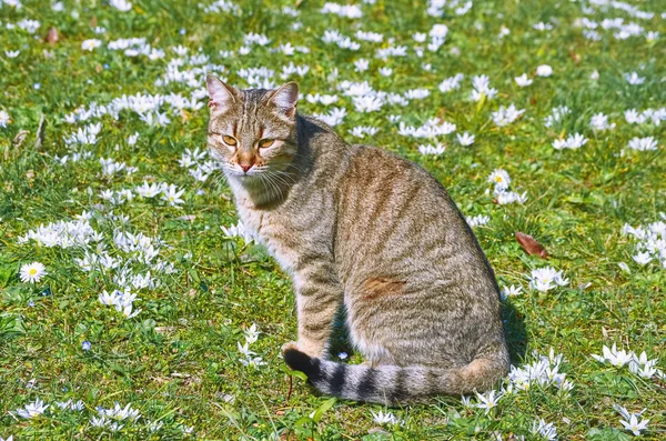Кот на лужайке — стоковое фото