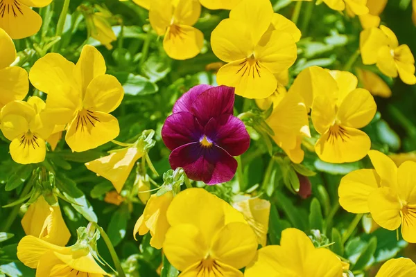Flores de jardín Pansy — Foto de Stock