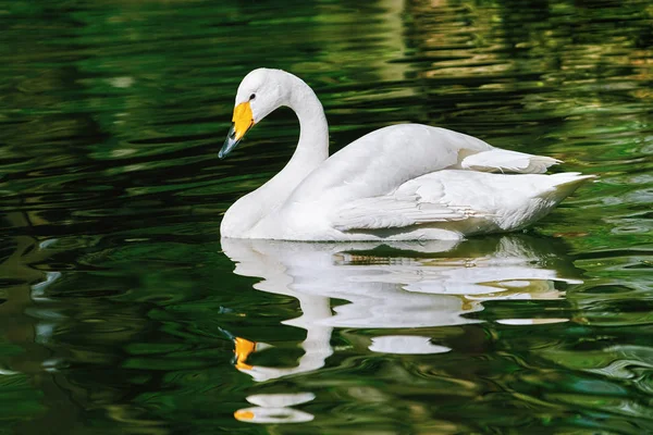 Swan on the Pond — Stock Photo, Image
