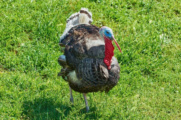 Turecko na trávě — Stock fotografie