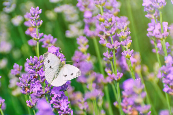 Cabbage White Butterfly