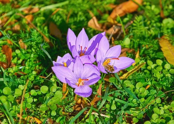 Kvetoucí Šafrán Crocus — Stock fotografie