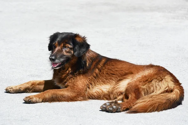 Porträt eines Straßenhundes — Stockfoto