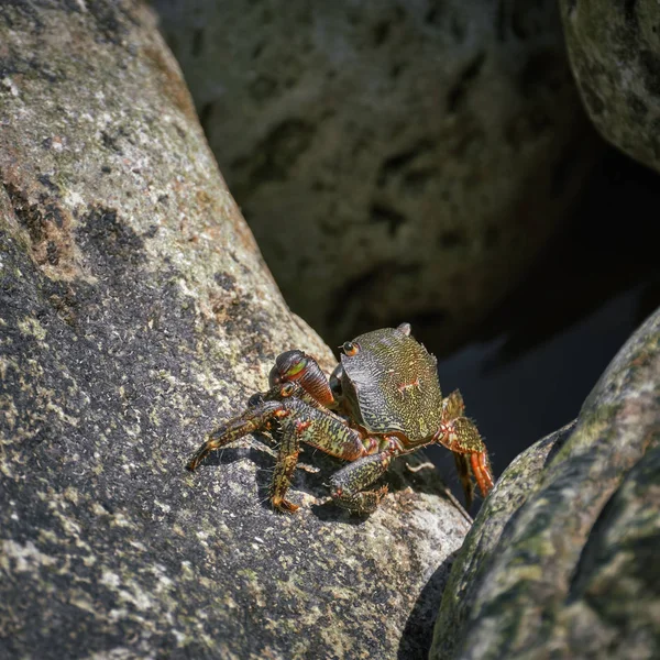 Krabbe auf Felsen — Stockfoto