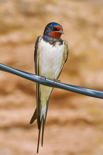 Barn Swallow on Wire — Stock Photo, Image