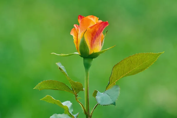 Rosa flor sobre verde — Foto de Stock