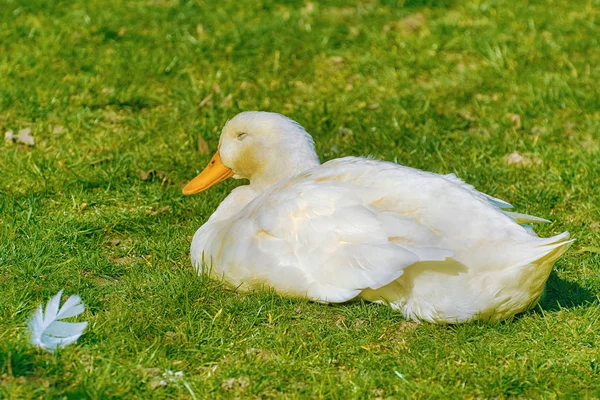 Canard sur l'herbe — Photo