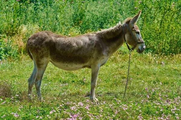 Burro marrom em pastagem — Fotografia de Stock