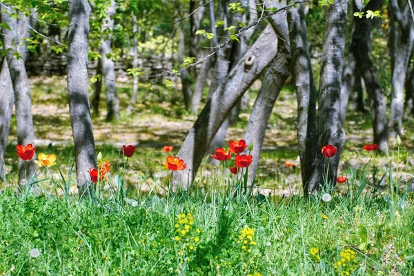 Tulipas na Floresta — Fotografia de Stock