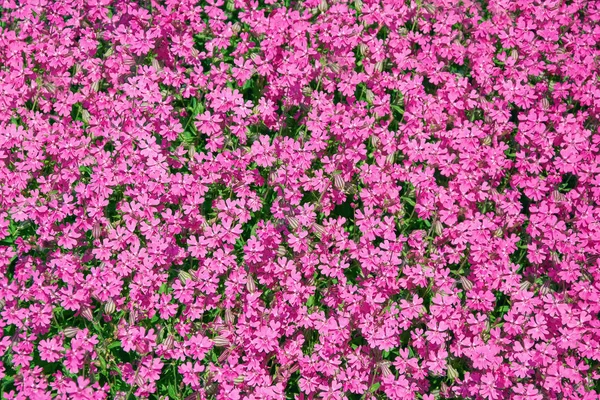 Background from Spring Flowers — Stock Image Background from Spring Flowers Royalty Free Stock Photos
