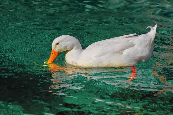 White Duck on the Pond — Stock Photo, Image