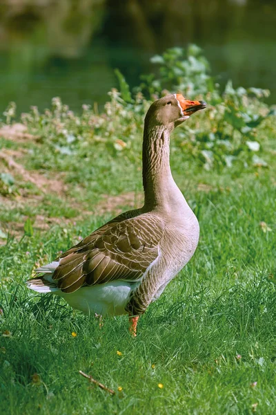 Çimenlerin üzerinde gri kaz — Stok fotoğraf