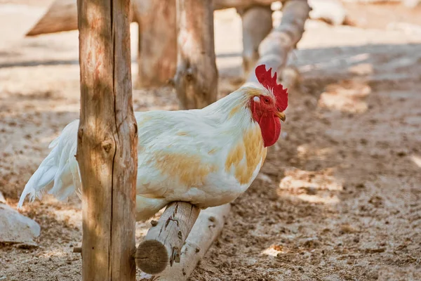 White Rooster on a Perch — Stock Photo, Image