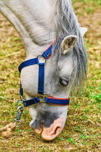 Portret konia — Zdjęcie stockowe