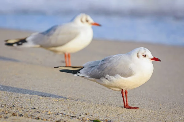 Gaviotas en la arena —  Fotos de Stock