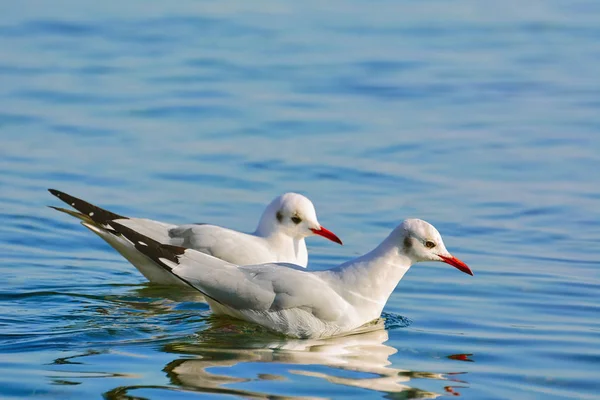 Par de gaivotas — Fotografia de Stock