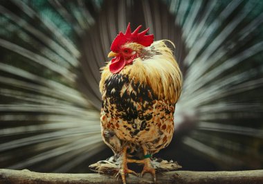 Tavus kuşu kuyruk ile horoz