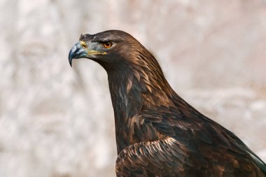 eagle portresi