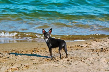 Llittle köpek sahilde