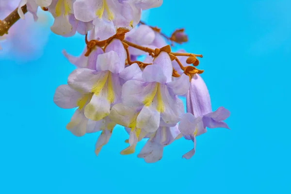 Paulownia Fortunei Flores — Fotografia de Stock