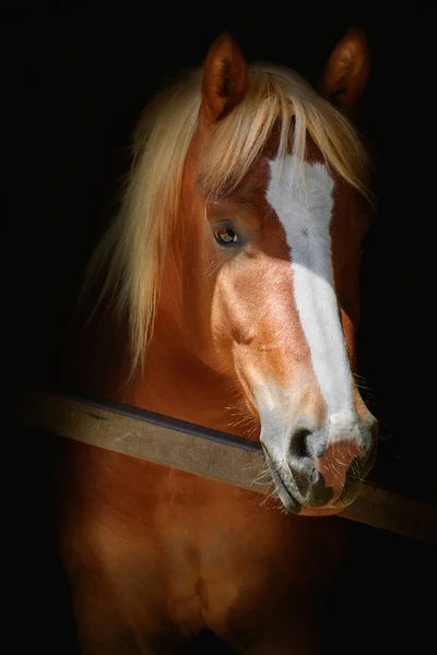 Retrato de Cavalo — Fotografia de Stock