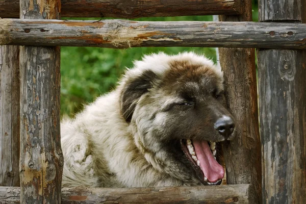 Cão perto da escada — Fotografia de Stock