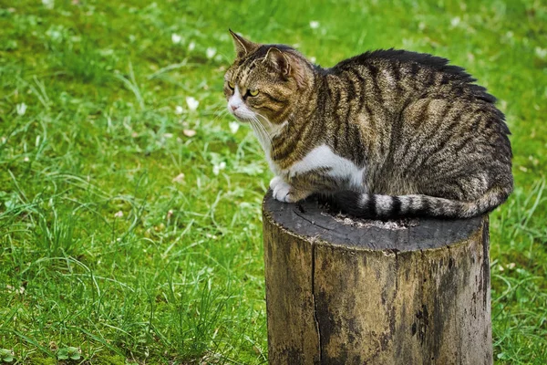 Gato en un tocón de árbol — Foto de Stock