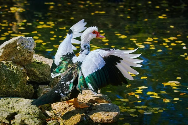 Muscovy Duck on the Shore — Stock Photo, Image