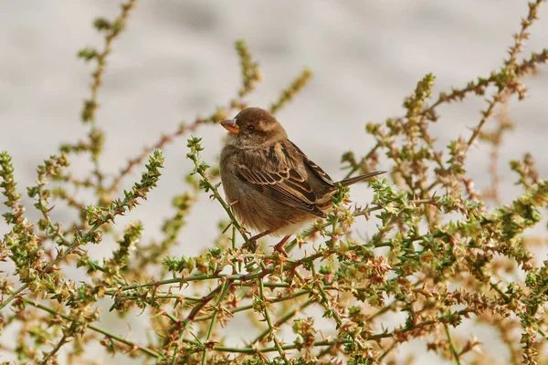 Bruant sur le Shrubbery — Photo