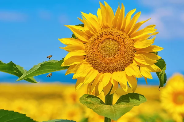 Bijen vliegen naar de zonnebloem — Stockfoto