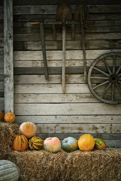 Citrouilles sur un foin près — Photo