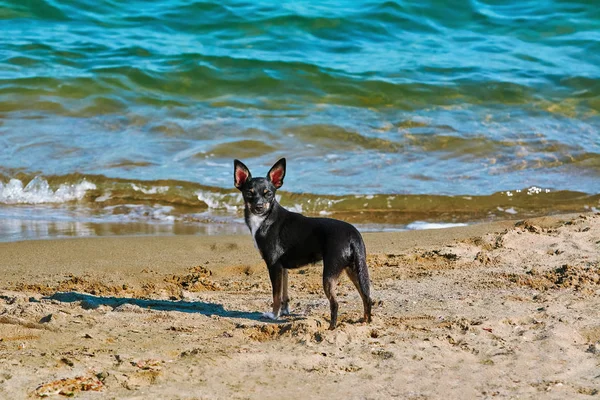 Ein lustiger Hund am Strand — Stockfoto