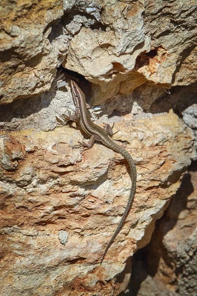 蜥蜴在石头上 — 图库照片