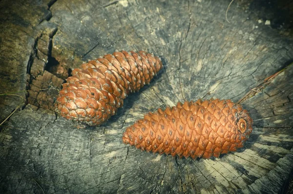 Fir Cones on the Stump — Stock Photo, Image