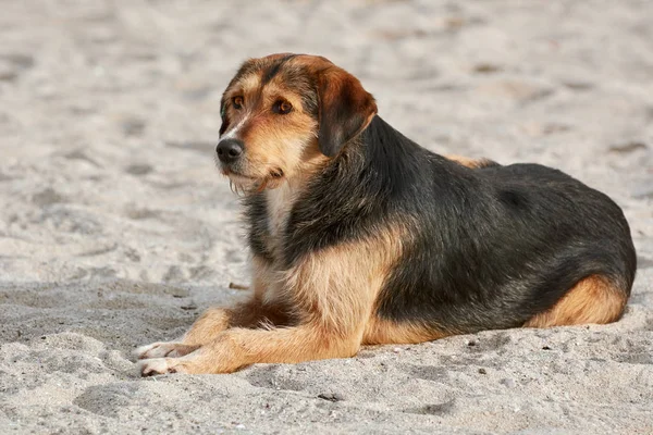 모래에 개 — 스톡 사진