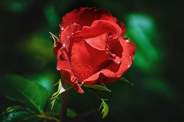 Flori de trandafir — Fotografie, imagine de stoc