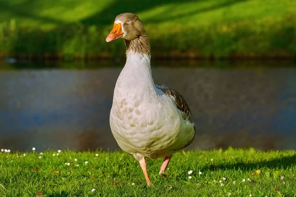 Oca sulla riva del canale — Foto Stock