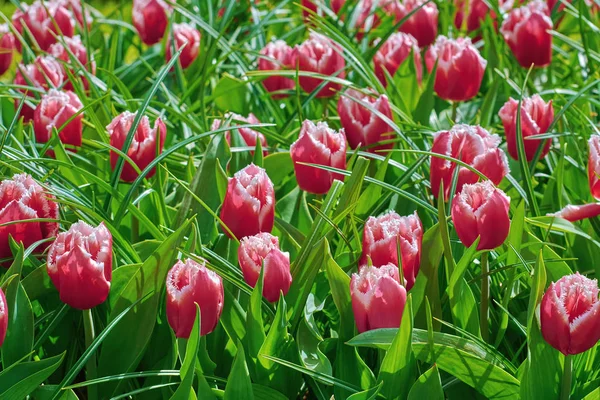 Tulipanes rojos en hierba — Foto de Stock