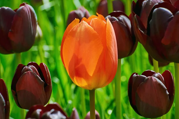 Rote Blume der Tulpe — Stockfoto
