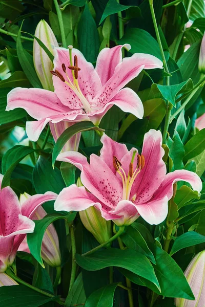 Rosafarbene Lilienblüten — Stockfoto