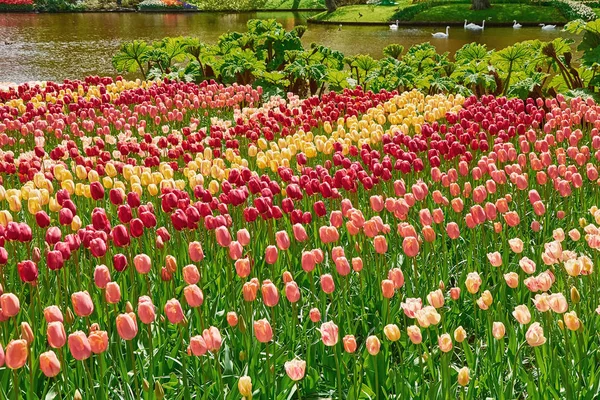 Canteiro de flores de tulipas — Fotografia de Stock