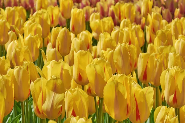 Květinová postel se žlutými tulipány — Stock fotografie
