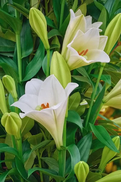 Beyaz lilly flower — Stok fotoğraf