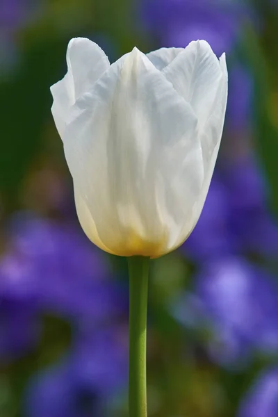 Witte tulip flower — Stockfoto