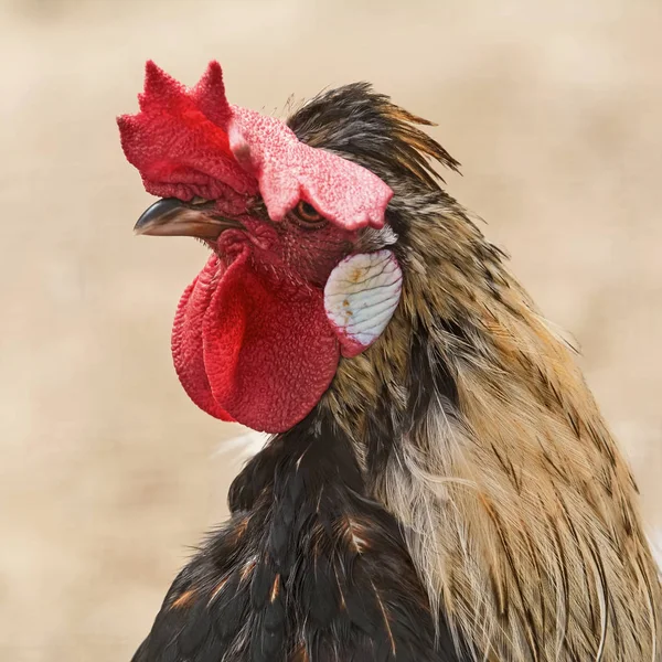 Portrait of Rooster — Stock Photo, Image