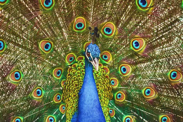 Portrait Of Peacock — Stock Photo, Image