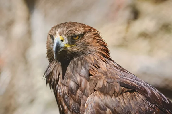 Portret van eagle — Stockfoto