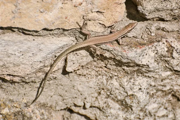 Lizard on Stone — Stock Photo, Image