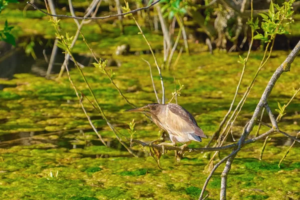 Küçük Balaban (Ixobrychus sylviella) — Stok fotoğraf